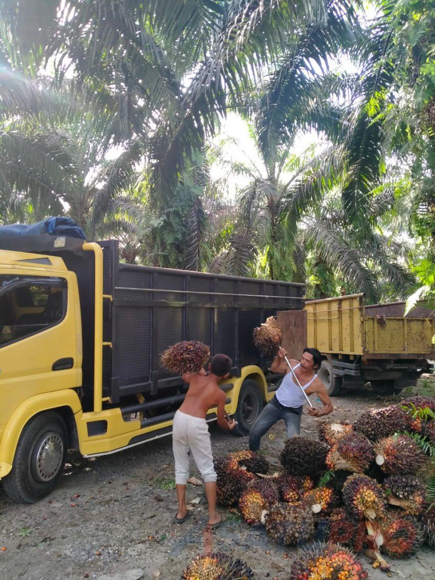 Harga TBS Swadaya di Provinsi Sumatera Utara Sudah Tembus Rp 3.100 Per Kg