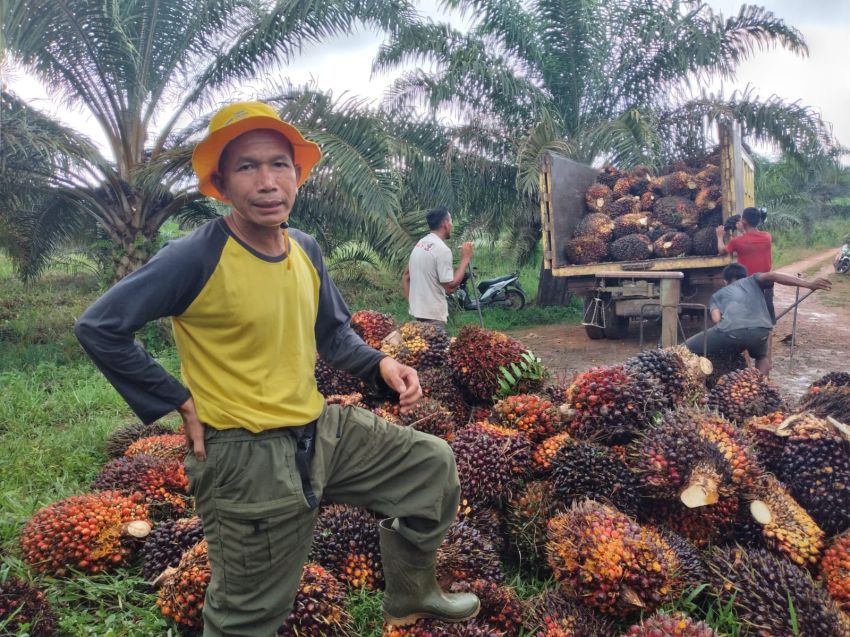 Ketua Apkasindo Protes Keras, Harga CPO Melambung Tapi TBS di Bangka Tidak Naik