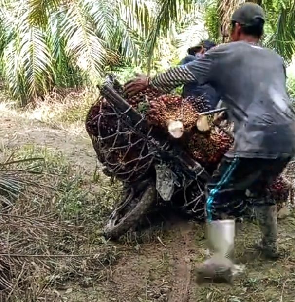 Akhir Pekan Kelabu, Melorot Lagi Harga CPO Hasil Tender PT KPBN Periode 18 Oktober 2024