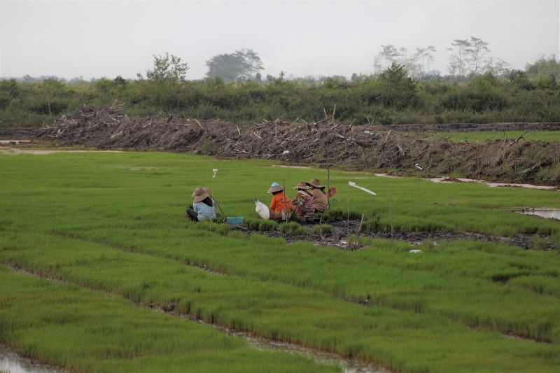 Soal Cetak 3 Juta Lahan Sawah Baru, Ini Saran PKS kepada Presiden Prabowo Subianto