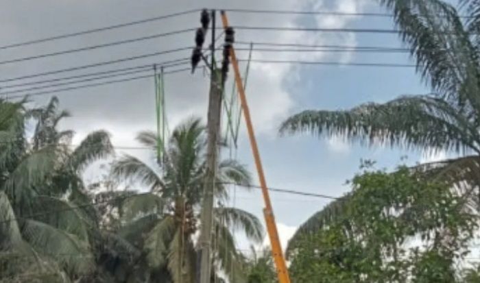 Petugas PT  PLN Yang Kesetrum Ketika Bekerja di Padang Lawas, Akhirnya Meninggal Dunia