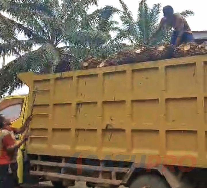 Untuk Petani Mitra Plasma Riau, Harga TBS Justru Turun Sepanjang 16-22 Oktober 2024