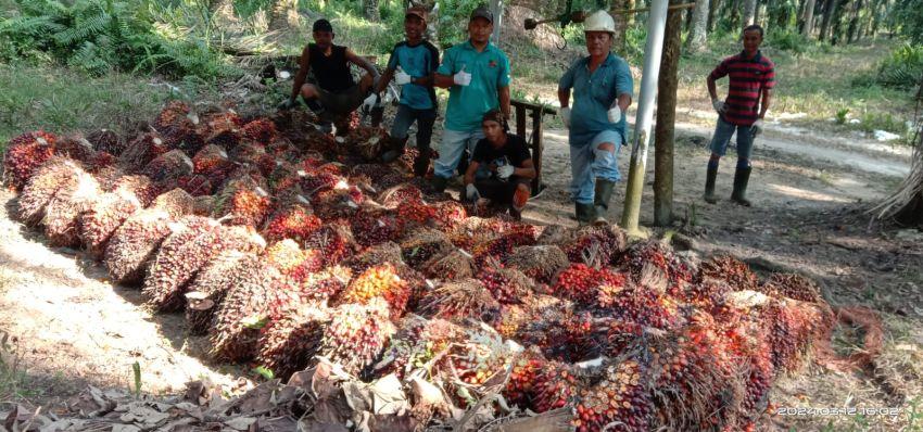 Kabar Ajaib dari Riau, Lebih Mewah Harga TBS Mitra Swadaya Ketimbang Mitra Plasma untuk Periode 30 Oktober - 5 November 2024