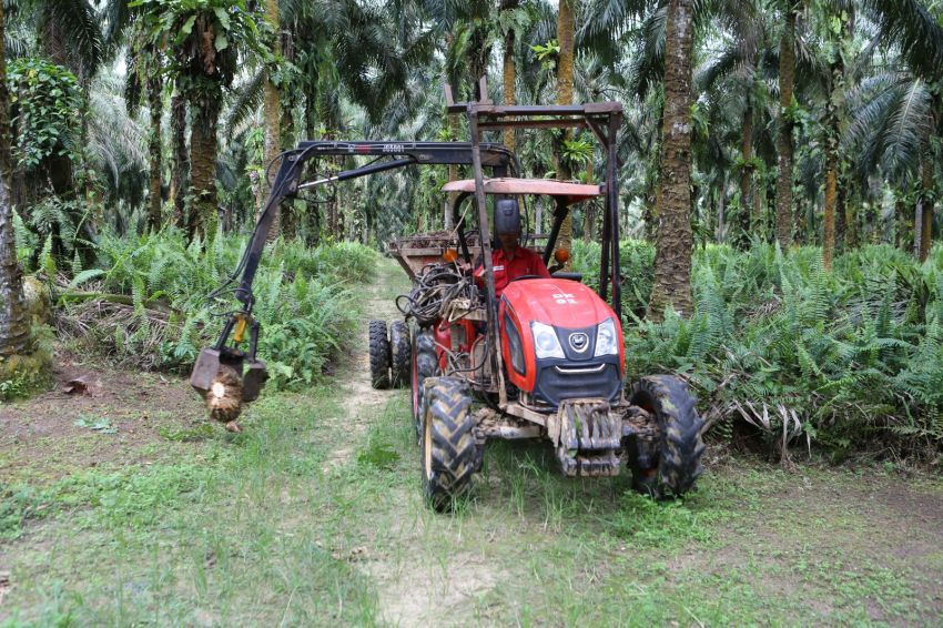 Ditopang Penjualan Kayu dan Sejumlah Produk Turunan Sawit, DSNG Raup Cuan Rp 868 Miliar