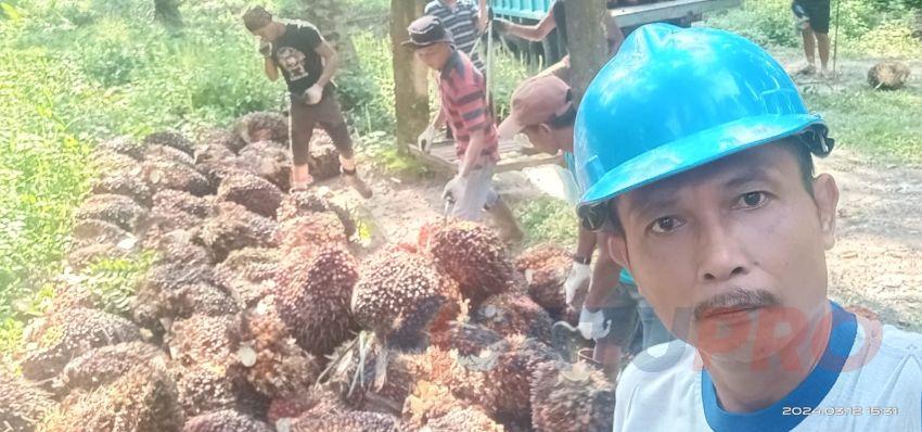 Asyik, Harga TBS di Provinsi Riau Sudah Lewati Rp 3.000 Per Kg