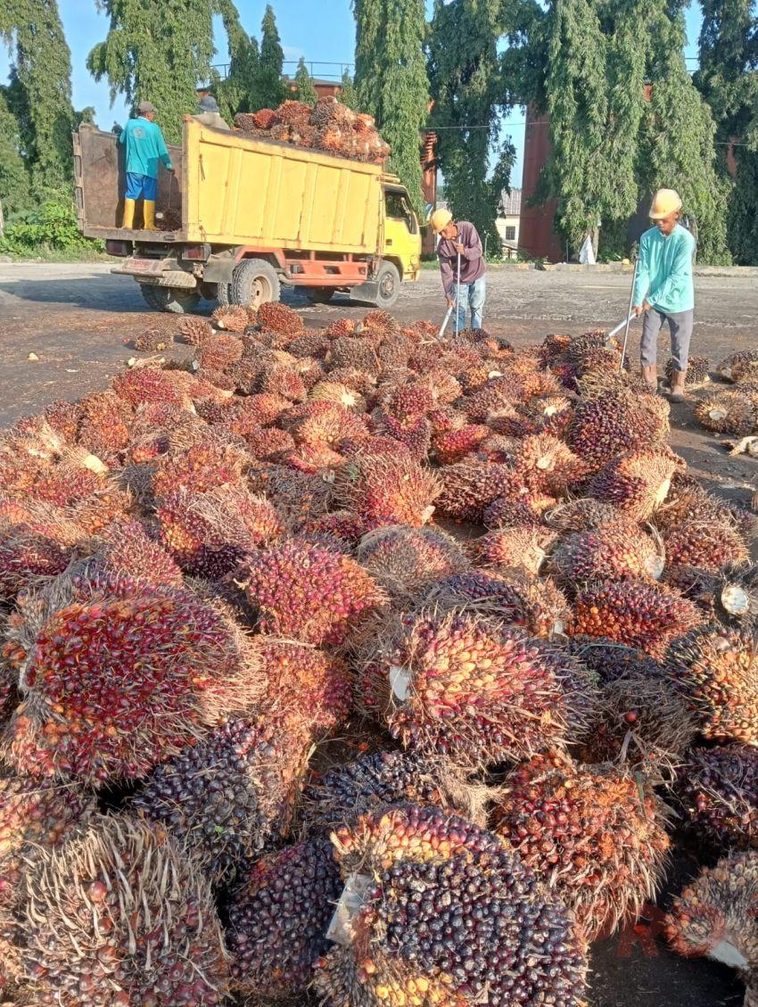 Ini Peluang dan Tantangan yang Dihadapi Industri Sawit di Pasar Global