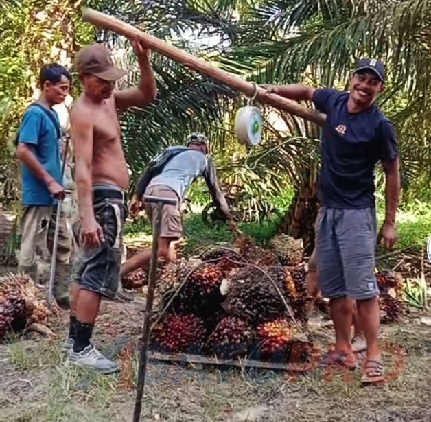 Kantong Petani Sawit Semakin Tebal, Harga CPO Kembali Meroket Berdasarkan Hasil Tender PT KPBN Periode 8 November 2024