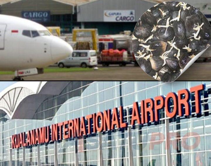 Bandara Kualanamu Disorot Terkait Dugaan Pengiriman Kecambah Sawit Tanpa Prosedur Deliserdang