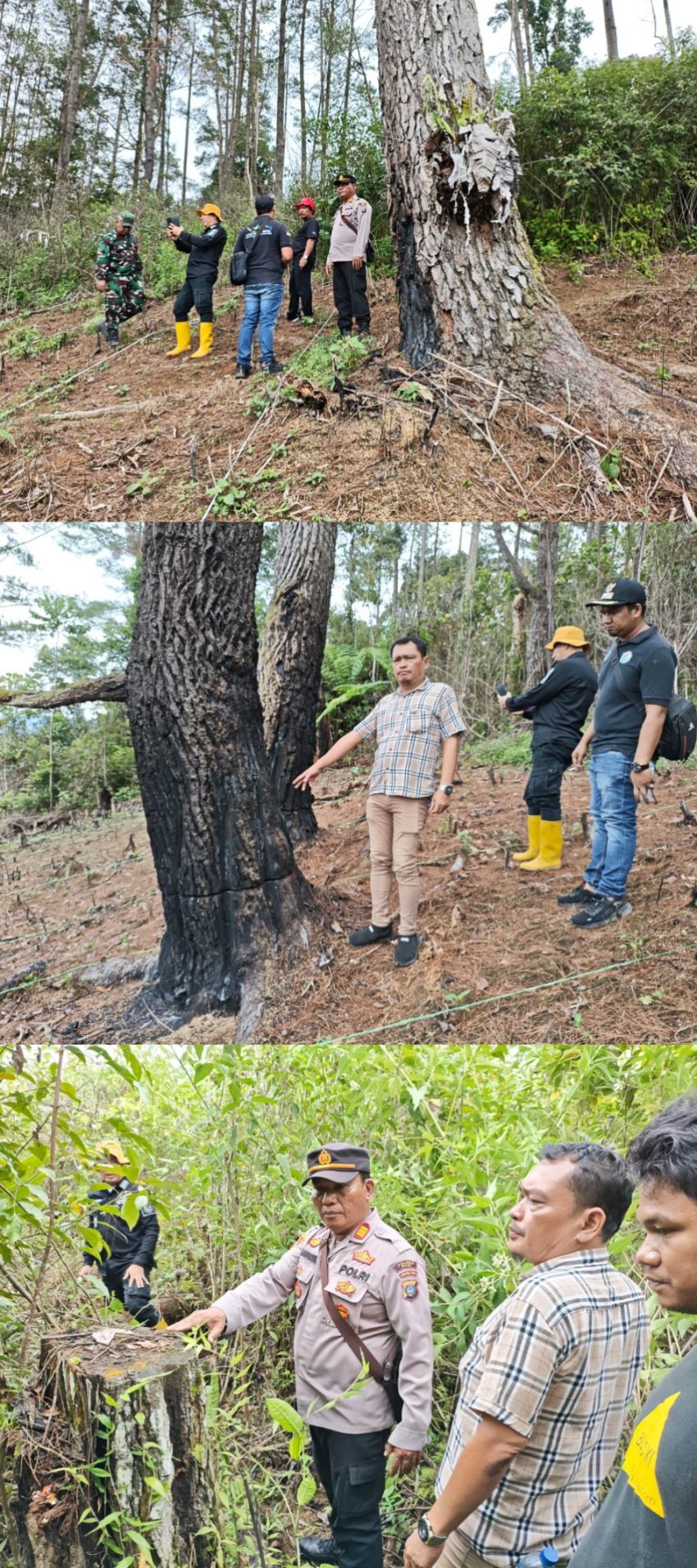 Kapolsek Tanah Pinem dan Forkopimca Lakukan Pengecekan Lapangan Terkait Perambahan Hutan Pinus di Desa Kutabuluh-Desa Balandua Kabupaten Dairi