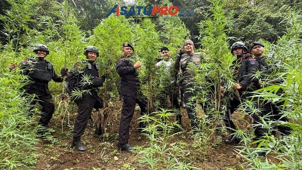 Brimob Temukan 10 Hektare Ladang Ganja di Madina
