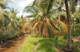 Perkebunan Kelapa, Kopi, dan Aren Jadi Salah Satu Prioritas Pengembangan Pemprov Sumut