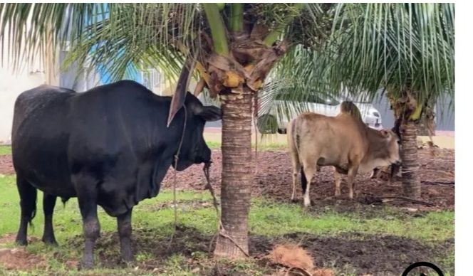 Kapolda Aceh Serahkan Ratusan Paket Daging Meugang kepada Masyarakat dan Awak Media