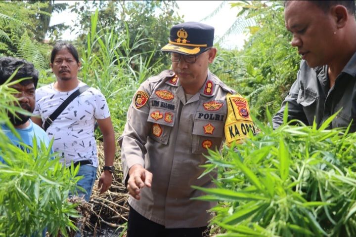 Polres Tanah Karo Ungkap Ladang Ganja di Desa Cinta Rakyat, 33 Batang Pohon Disita dan Dimusnahkan