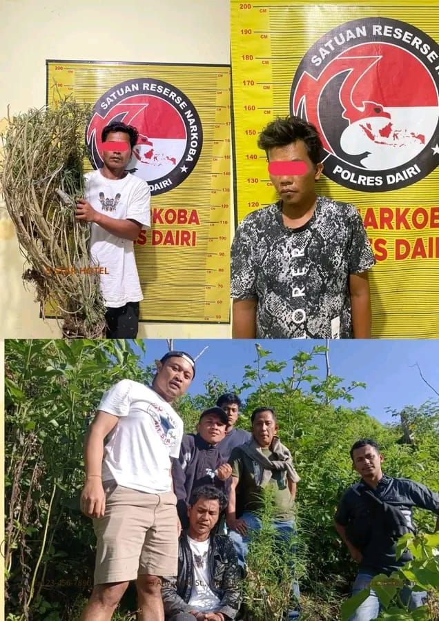 Ladang Ganja dan Pemiliknya Diringkus Polres Dairi