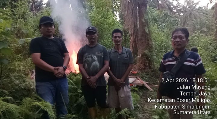 Polsek Bosar Maligas Bakar Gubuk Milik Samadi Diduga dijadikan Lokasi Predaran Narkoba