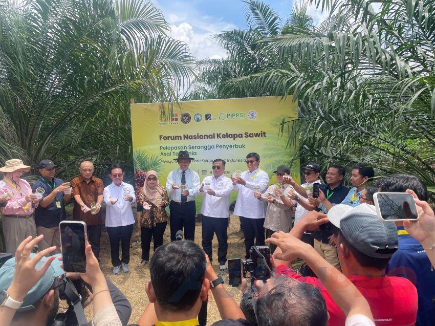 Elaeidobius Si Serangga Penyerbuk Jadi Harapan Sawit Nasional