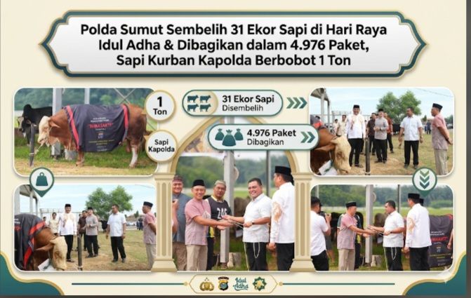 Polda Sumut Sembelih 31 Ekor Sapi di Hari Raya Idul Adha & Dibagikan dalam 4.976 Paket, Sapi Kurban Kapolda Berbobot 1 Ton