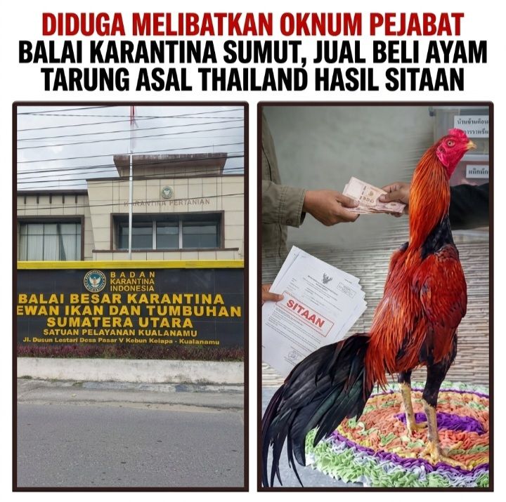 Diduga Melibatkan Oknum Pejabat Balai Karantina Sumut, Jual Beli Ayam Tarung Asal Thailand Hasil Sitaan