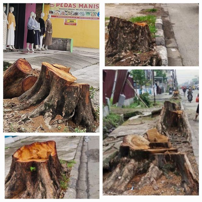 Bagaikan Kota Gersang Dengan Maraknya Penebangan Pohon Sehat Ditepi Jalan SM Raja Medan