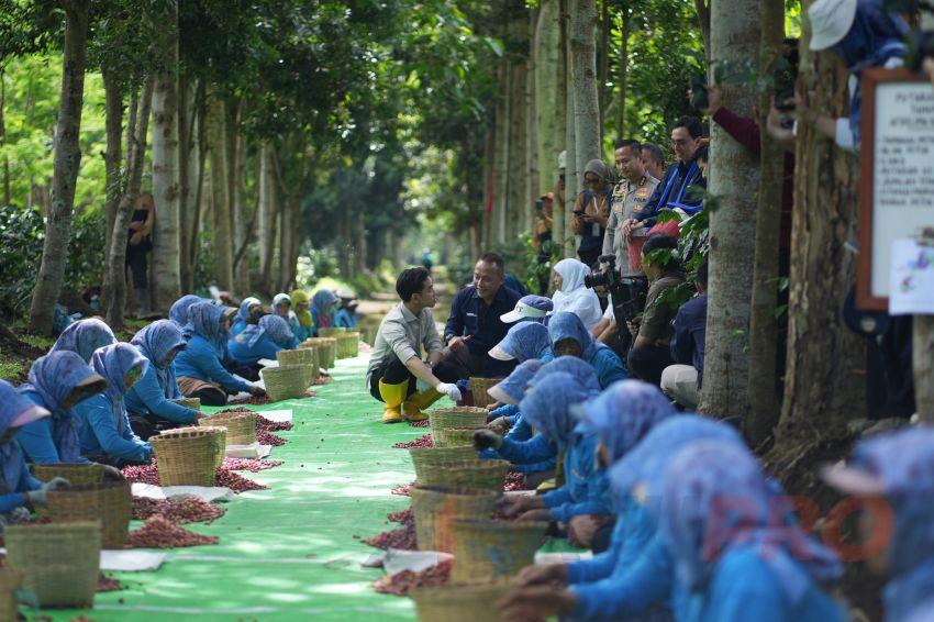 Bisnis Kopi, Teh, Karet Produksi PalmCo Semakin Kinclong