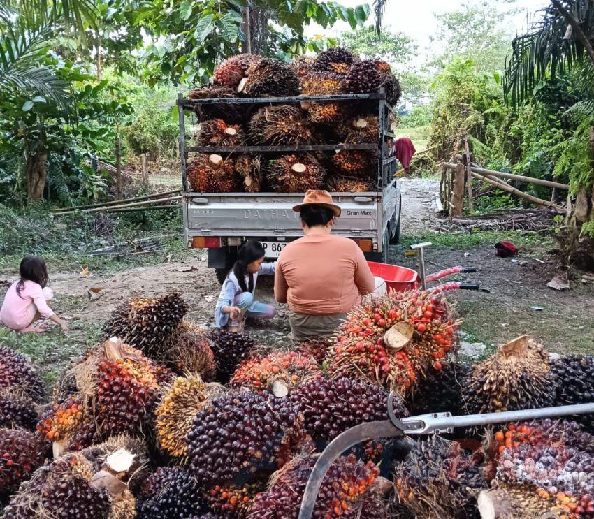 Untuk Kesekian Kali Sawit Kuatkan NTP Petani Sumut