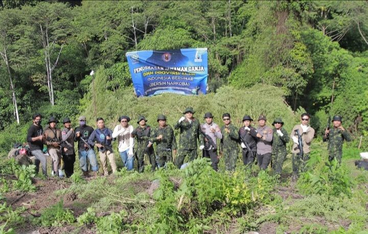 BNNP Aceh Musnahkan Ladang Ganja Seluas 12 Hektare di Nagan Raya Sebagai Kado Kemerdekaan RI