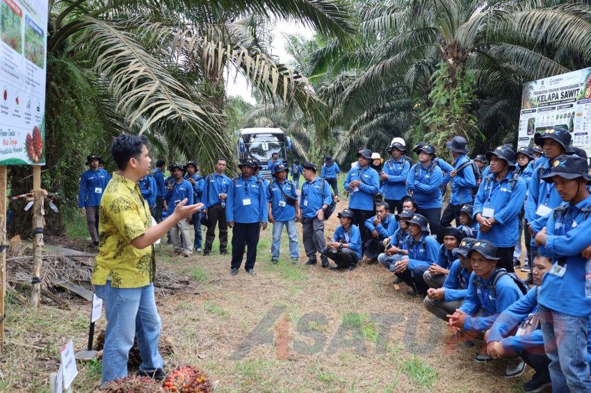 Seru, Ratusan Petani Sawit Musi Rawas Praktek Langsung di Kebun