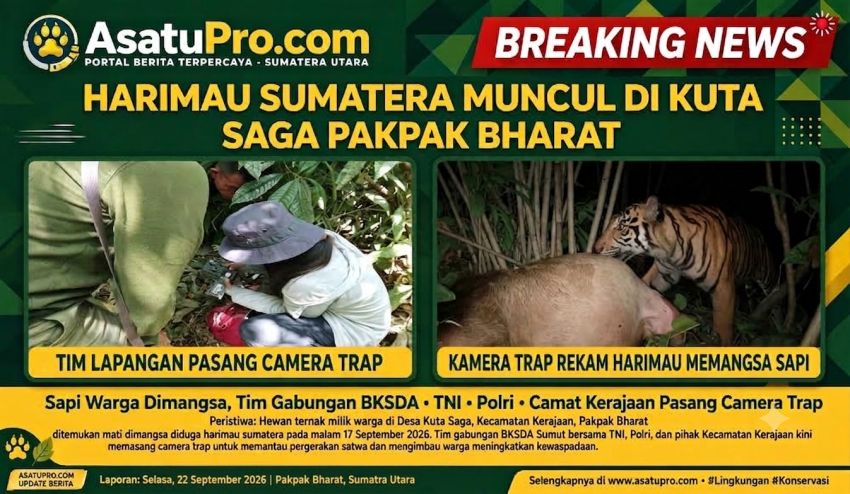 HARIMAU SUMATERA MUNCUL DI KUTA SAGA, CAMAT KERAJAAN BERSAMA BKSDA, TNI/POLRI PASANG KAMERA TRAP DAN SIAGA JAGA WARGA