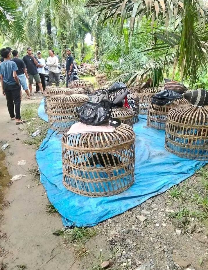 Menakar Ketegasan Polrestabes Medan: Dugaan Judi Dadu & Sabung Ayam 'Edy alias Sembiring' dan Alih Fungsi Lahan Eks-Perkebunan Menanti Penindakan
