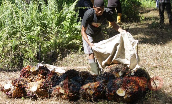TJSL Jadi Cara Baru PalmCo Atasi Ninja Sawit