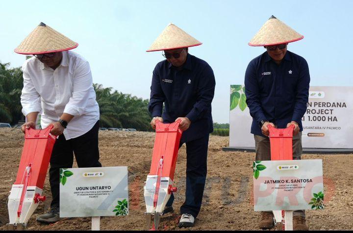 PalmCo Tanam Kedelai 1.000 Ha Demi Bantu Pemerintah Tekan Impor