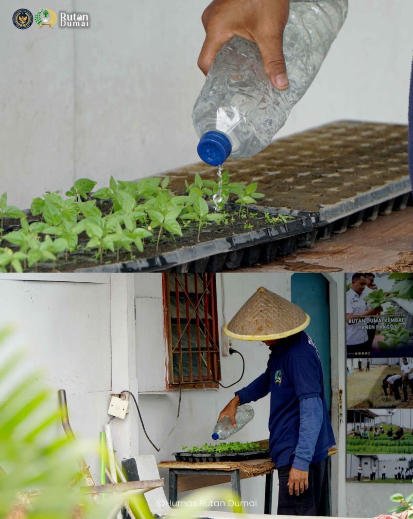 Produktif di Balik Jeruji, Warga Binaan Rutan Dumai Kembangkan Tanaman Cabai