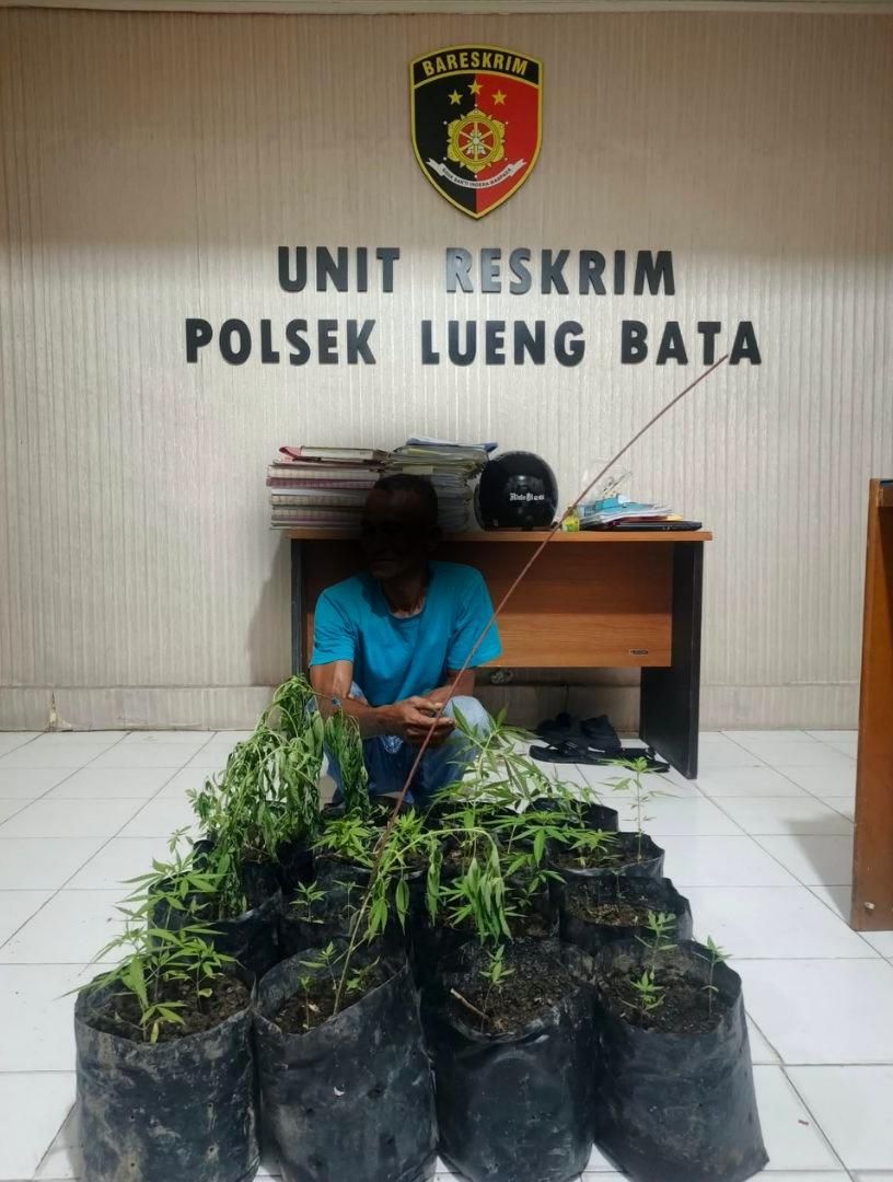 Tanam Ganja di Pekarangan Rumah Warga, Pria AD di Banda Aceh Diamankan Polisi, 16 Polybag Disita Polisi