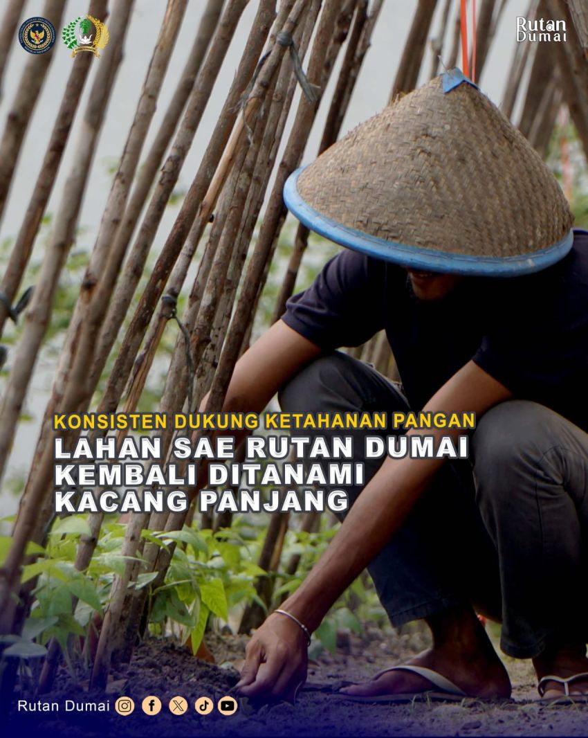 Konsisten Dukung Ketahanan Pangan, Lahan SAE Rutan Dumai Kembali Ditanami Kacang Panjang